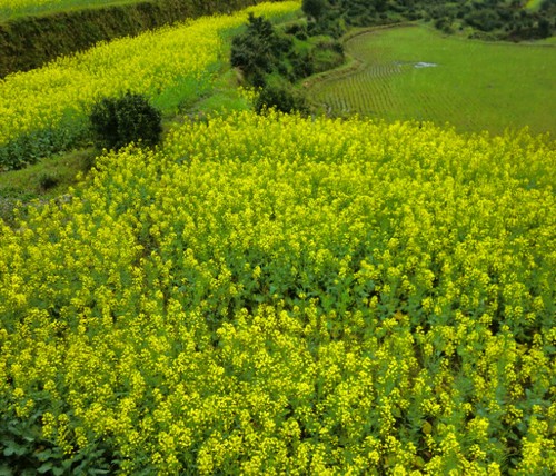 骑在飞上看油菜花—婺源摩的之旅